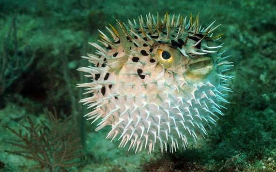 Pufferfish!