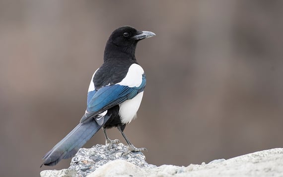Magpies.