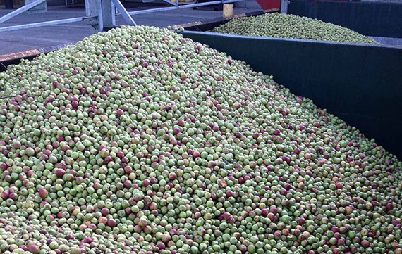 Magners Apples