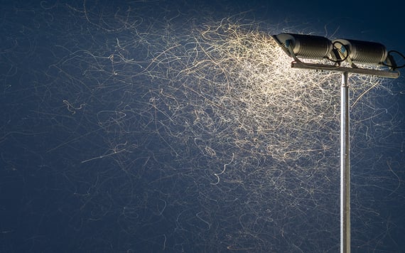 Midges swarm around a street lamp.
