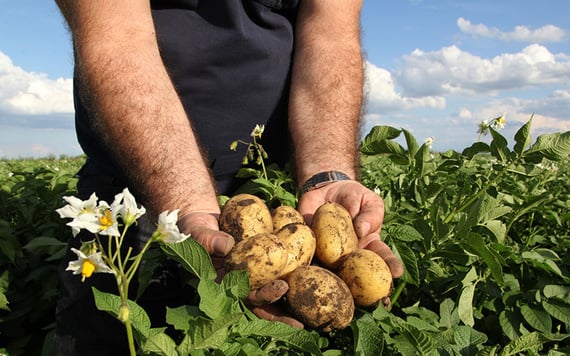 "May you have: No frost on your spuds."