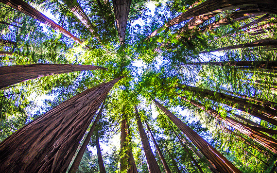 Planting trees: 86,486.8 acres of peatland rehabilitated by 2025.