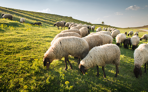 Herds of lovely wooly sheep.