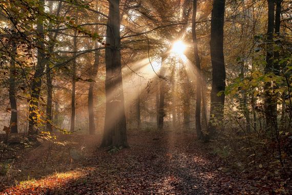 22 million trees per year to be planted over the next 20 years in Ireland.