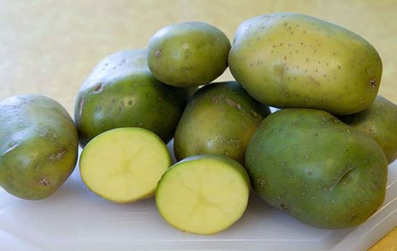 Green Potatoes: What do you think? (Via: Flickr / Philip K Kalina.)