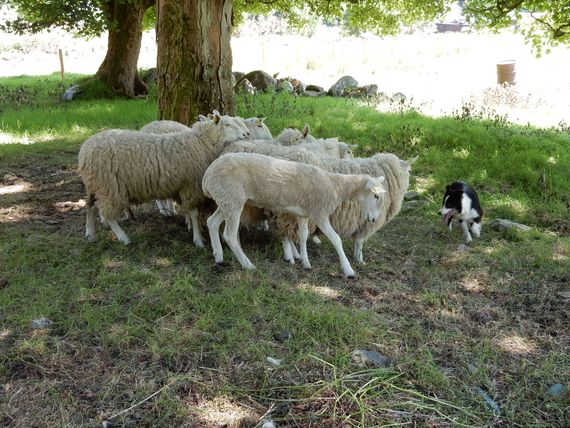 Border Collie Dell has complete control of these sheep under the commands of her master Michael Clowe.