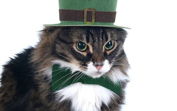 “A cat purrs for his own good”.