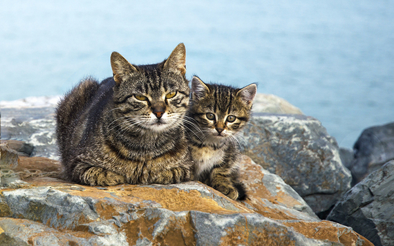 Beautiful wild cats.