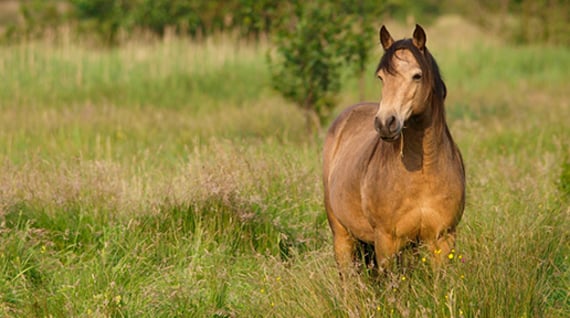 resized_connemara-pony-istock-staring-field.jpg