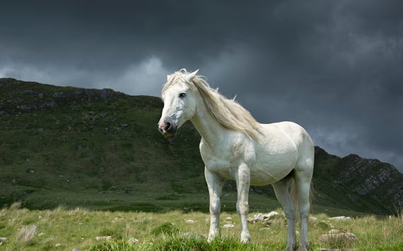 hvis du ser en hvit hest om morgenen, vil du ha lykke til.