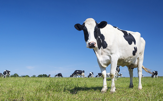 Irish dairy cow. Credit: iStock