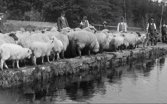 Dipping sheep. Image: Dillon Family/National Library of Ireland