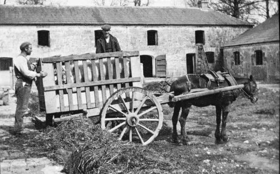 Transporting pigs in a horse and cart. Image: Dillon Family/National Library of Ireland
