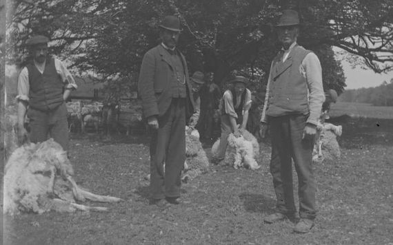 Shearing sheep. Image: Dillon Family/National Library of Ireland