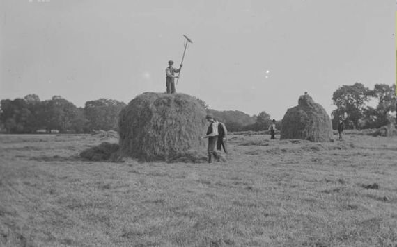 Stacking hay. Image: Dillon Family/National Library of Ireland