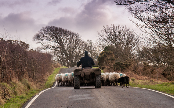 A farmer and sheepdog herding sheep along a country road. Image: iStock.
