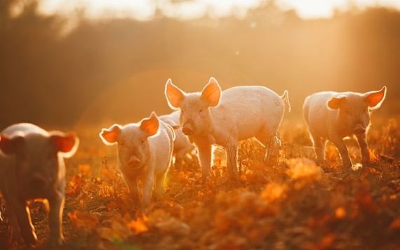 “The quiet pigs get the meal”.