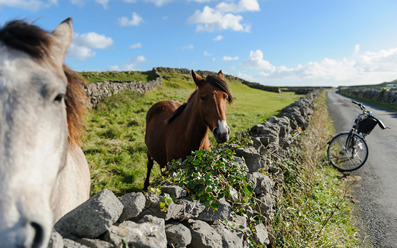 Horses along a country road.