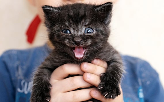 Rawr!! A black cat crossing your path is very bad luck.