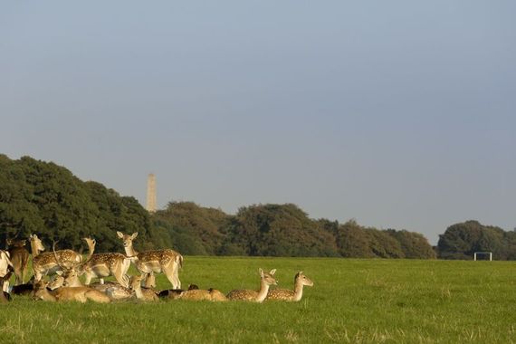 Irish weather - The lush greens of Europe's largest city park, Phoenix Park, Dublin.