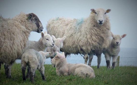 Sheep in Donegal. Photo: Kathleen Maloney