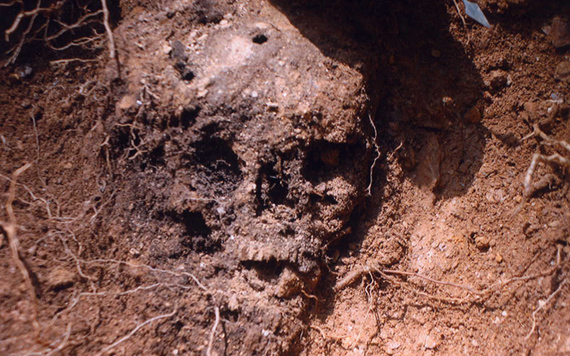 A skull found at Duffy's Cut, which clearly shows a hole caused by a violent assault.