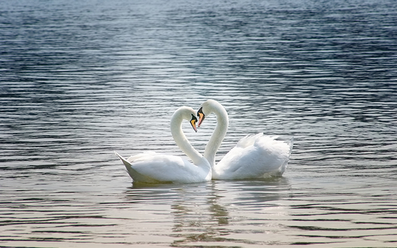 Majestic swans.