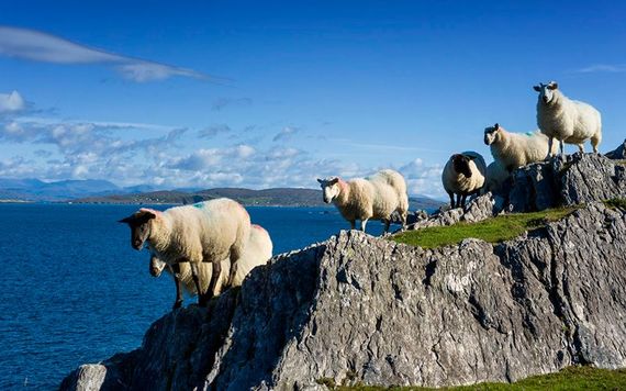 You may have more company than these sheep during summer months. Image: Tourism Ireland.