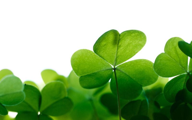 Shamrock has long been an important symbol for the Irish.