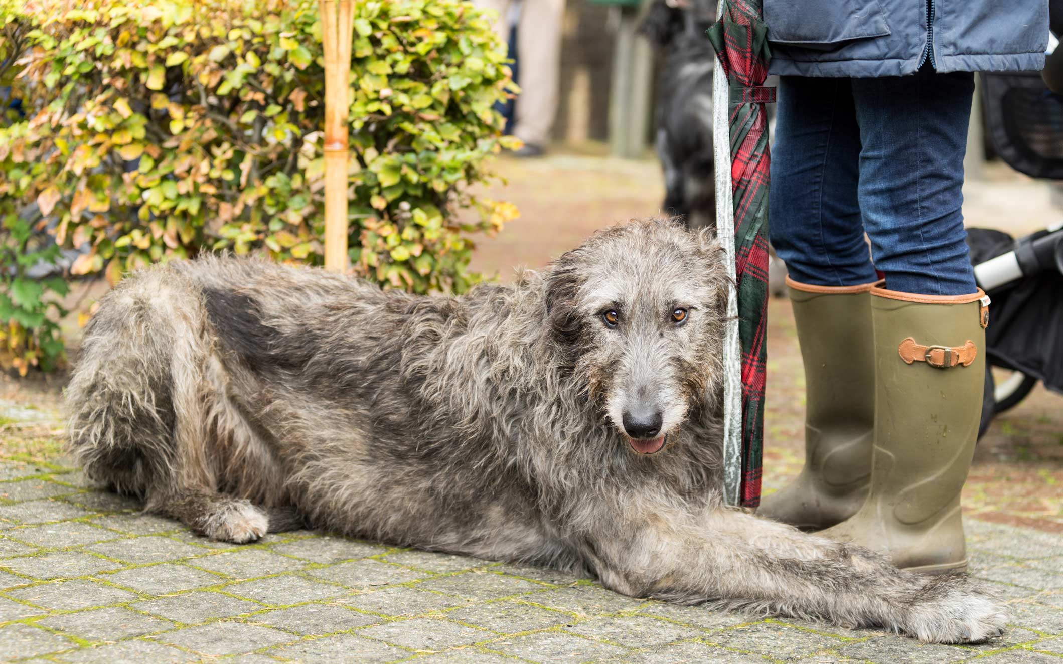 Wellies and an Irish wolfhound. Image: Getty.